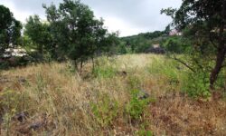 Linguaglossa Terreno agricolo con piccolo palmento