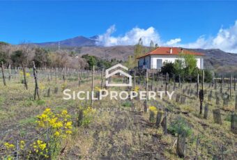 Pedara terreno di 3,5 ettari con VIGNETO e VILLA