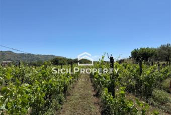 Linguaglossa terreno 1,6 ettari con VIGNETO