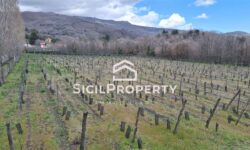 Pedara terreno di 3,5 ettari con VIGNETO e VILLA