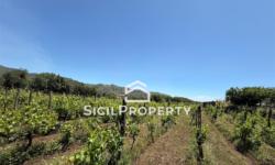 Linguaglossa terreno 1,6 ettari con VIGNETO