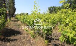 Pedara terreno di 3,5 ettari con VIGNETO e VILLA