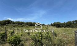 Linguaglossa terreno 1,6 ettari con VIGNETO