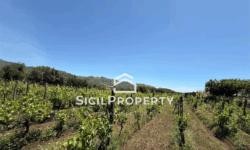 Linguaglossa terreno 1,6 ettari con VIGNETO