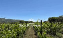 Linguaglossa terreno 1,6 ettari con VIGNETO