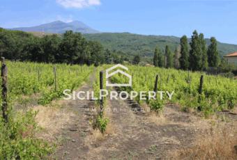 Pedara terreno di 3,5 ettari con VIGNETO e VILLA